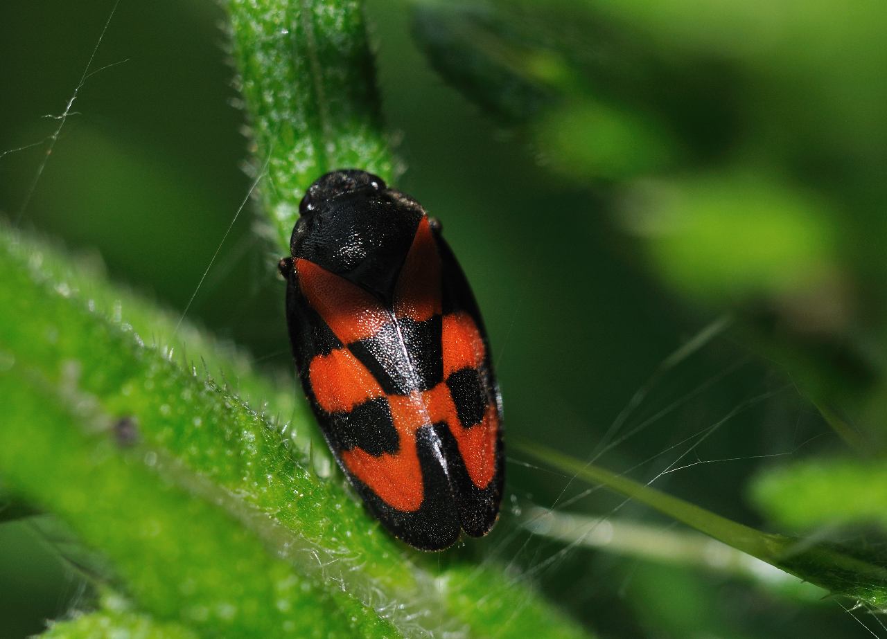 Cercopis sp ?....s  Cercopis vulnerata